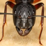 La belle frimousse d'une fourmi géante.נמלת הבית